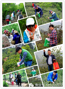 在這么美的地方體驗(yàn)采茶，簡(jiǎn)直太有感覺(jué)了