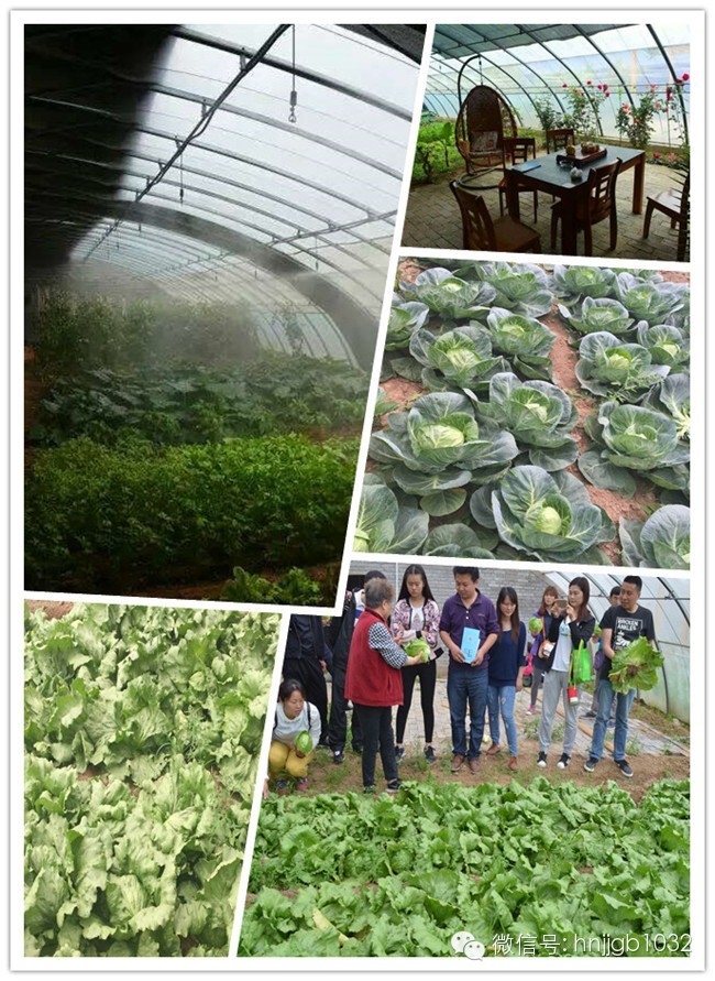 一片富含負離子的有機菜地 一片富含負離子的有機菜地