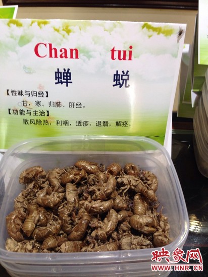 你可能沒(méi)想到，這個(gè)知了幼蟲退下的皮還是一味藥，對(duì)嗎？