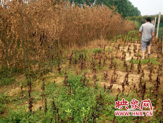 農(nóng)戶(hù)查看被燒毀的苗木