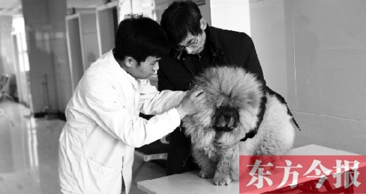 在一家大型寵物醫(yī)院里，生病的狗狗正在接受治療