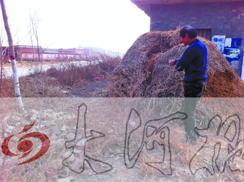 張哥、張弟就是在這兒撿到的投毒面包。