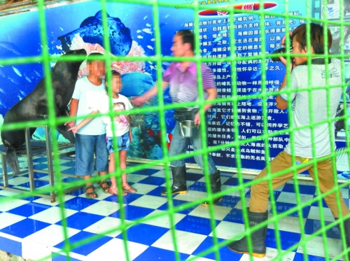 海獅就這樣被飼養(yǎng)員和攝影師擺弄，稍不聽(tīng)話就會(huì)遭到毒打。