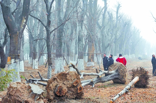老樹(shù)之殤，令人扼腕。
