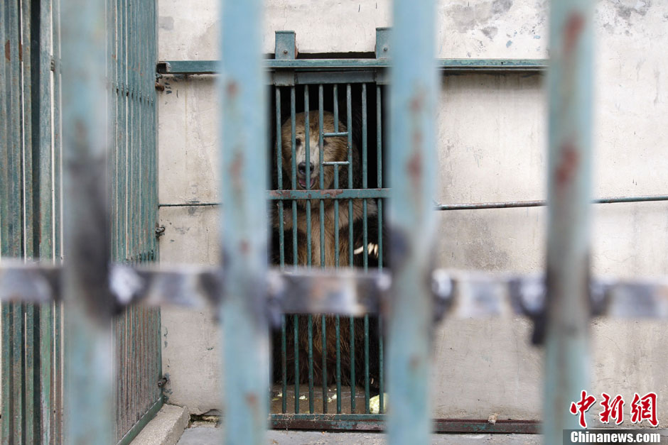 6月19日，河南鄭州，新密市動(dòng)物園咬死飼養(yǎng)員的肇事棕熊被暫押在鄭州動(dòng)物園內(nèi)，該熊“臥室”周圍被三重鋼