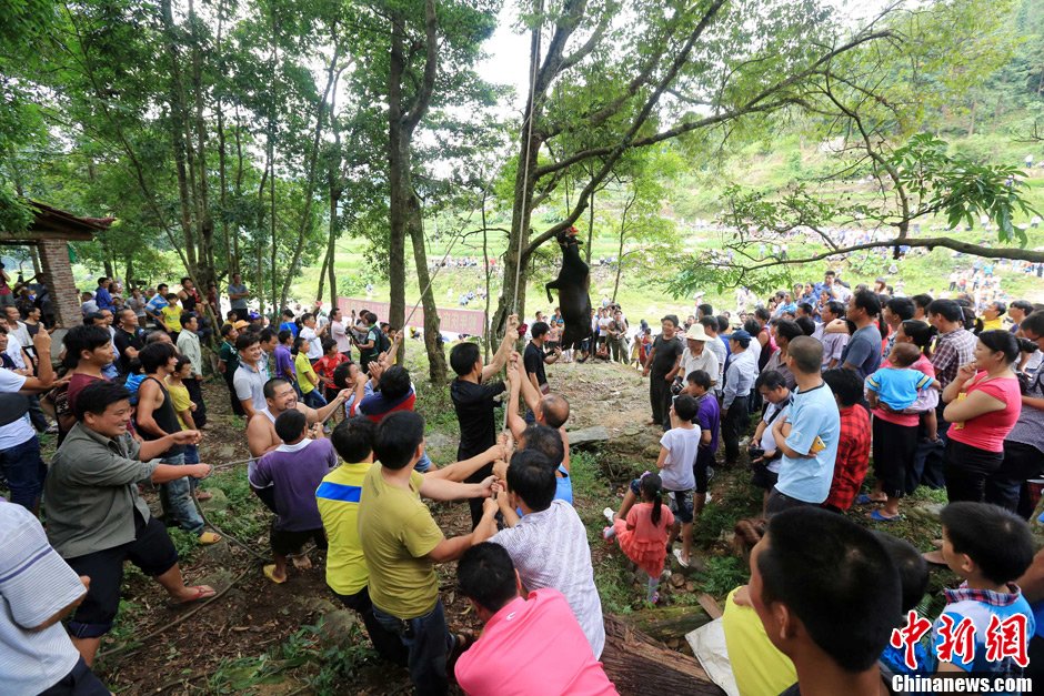 黃牛被侗族村民合力吊在樹上。譚凱興 攝