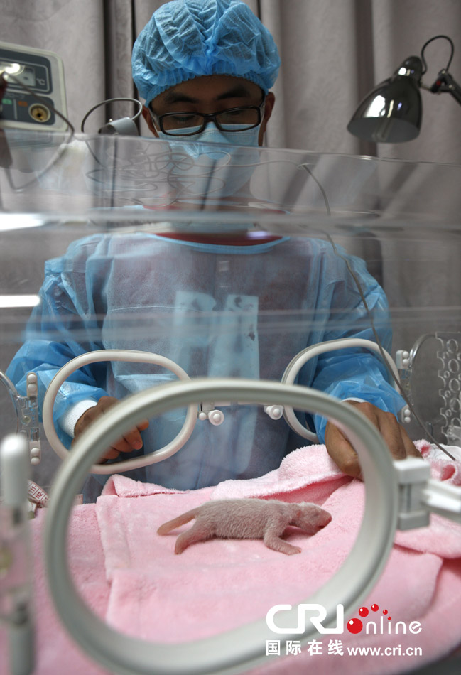 2013年7月11日，成都大熊貓繁育研究基地月亮產(chǎn)房，工作人員在照顧新生大熊貓寶寶。