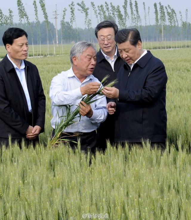 習近平走進糧田,看麥穗灌漿,問農田建設。