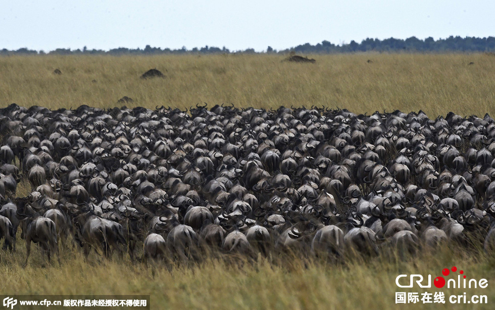 當?shù)貢r間2015年9月4日，肯尼亞馬賽馬拉，角馬大遷徙。
