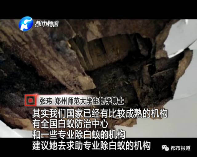 蟻族大軍入侵！十幾萬裝修的新家被“吃掉”