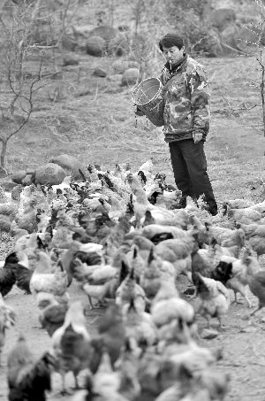 林志坤辭職后在溧水一座山頭開了一片地，每天種菜、喂雞 現(xiàn)代快報(bào)記者 施向輝 攝