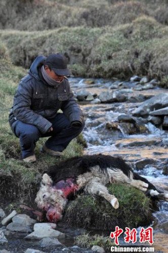 　今年，他家已經(jīng)有3只羊被狼咬死。確·胡熱攝