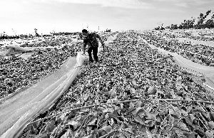 12日，工人在海南省樂東縣佛羅鎮(zhèn)清理被臺風刮爛的哈密瓜薄膜架子。 新華社發(fā)