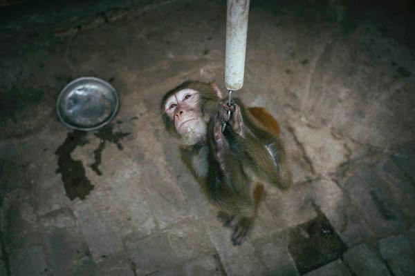 環(huán)球時報:有關(guān)部門拿公眾當“猴子”折騰春節(jié)假 環(huán)球時報:有關(guān)部門拿公眾當“猴子”折騰春節(jié)假