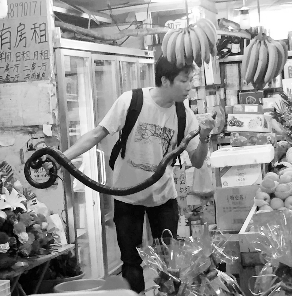 捕蛇專家張亮抓住眼鏡王蛇。信息時報記者 康健 翻拍