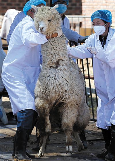 好強(qiáng)壯！我真的不是虛胖，兩三個(gè)人別想控制我。