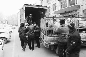 　　■返還追回的被搶綿羊。 本報(bào)記者董世杰攝