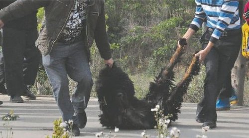 雙流鳳凰村兩只巨型藏獒襲擊村民，民警用手槍將其當(dāng)場擊斃