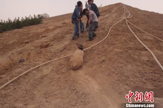 　4月27日上午，當?shù)卮迕裨诠系販洗逡痪G化處挖出一枚長1米，重200斤的炸彈，5月10日，這枚炸彈已