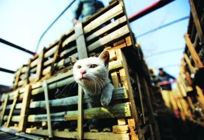 貨車上被販運(yùn)的貓。 記者陳亮 攝