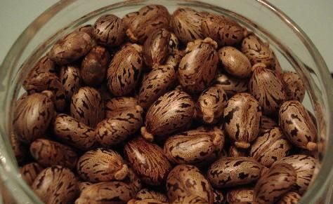 蓖麻子中含蓖麻毒蛋白及蓖麻堿，特別是前者，會引起中毒。網(wǎng)絡(luò)截圖