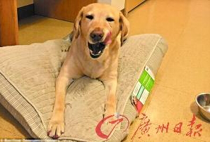 機(jī)智的導(dǎo)盲犬尤蘭達(dá)。