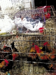 銷量大不如前，近期可能漲價