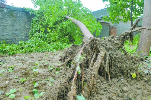 在焦作馬村區(qū)白莊老村，大樹被狂風(fēng)刮倒。