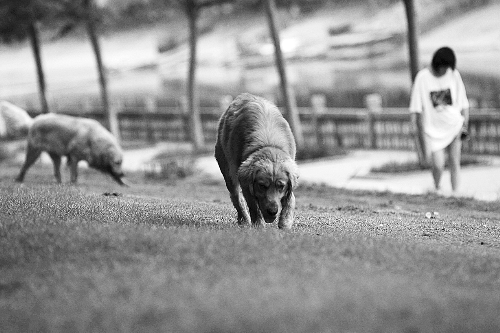 　喜歡養(yǎng)大狗狗的朋友，要抓緊給愛犬在郊外安個家哦！