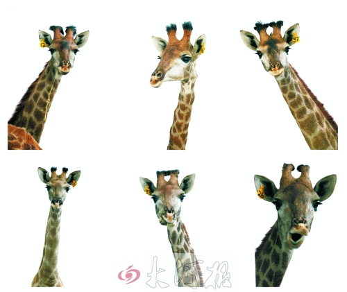 不是我們“高高在上”，只是個子太高就看看臉吧！