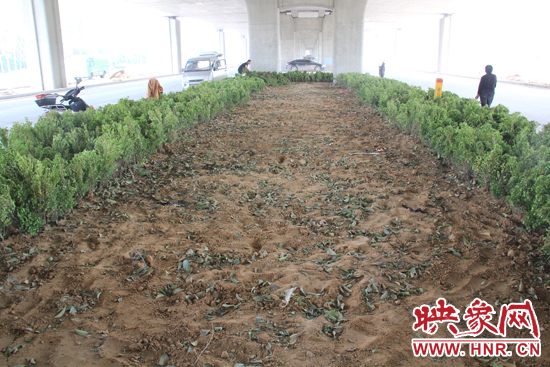 4月17日，當(dāng)記者經(jīng)過該路段時，發(fā)現(xiàn)那些“大葉女貞”并沒有繼續(xù)留在橋下生長，而是被悄悄移走了。