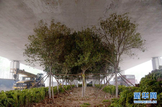 鄭州紫辰路與南三環(huán)交叉口向西，南三環(huán)快速路立交橋下，種植了40余棵大葉女貞，樹木已與立交橋底齊高。