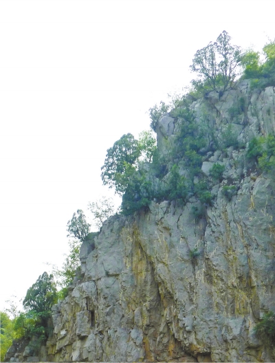 南太行山崖長(zhǎng)的只是側(cè)柏,不是崖柏。