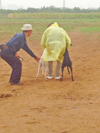 上場前，狗主人進(jìn)場撫摸自己的愛犬，給它打氣加油。