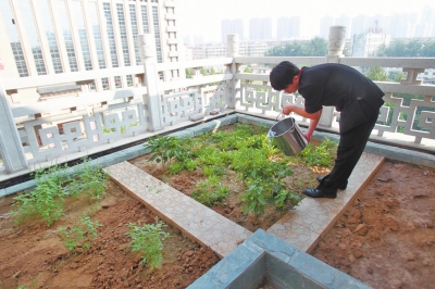 鄭州某酒店在樓頂打造的菜園子，服務(wù)員正在澆水。