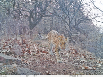 濟(jì)源蟒河林場(chǎng)發(fā)現(xiàn)金錢(qián)豹 被確認(rèn)至少存在3只以上