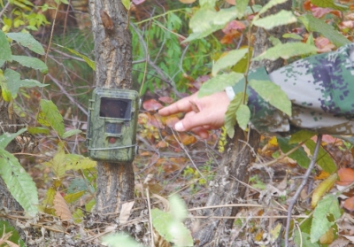 濟(jì)源蟒河林場(chǎng)發(fā)現(xiàn)金錢(qián)豹 被確認(rèn)至少存在3只以上