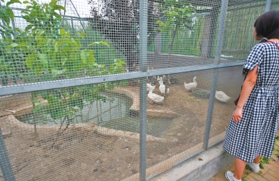 救助鳥類的大籠子里沒有鳥類，鴨子和鵝占了“鵲巢