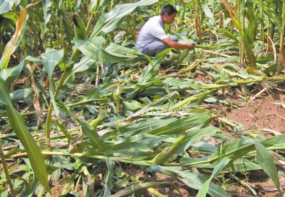 甕峪村一莊稼地，被野豬糟蹋的玉米。