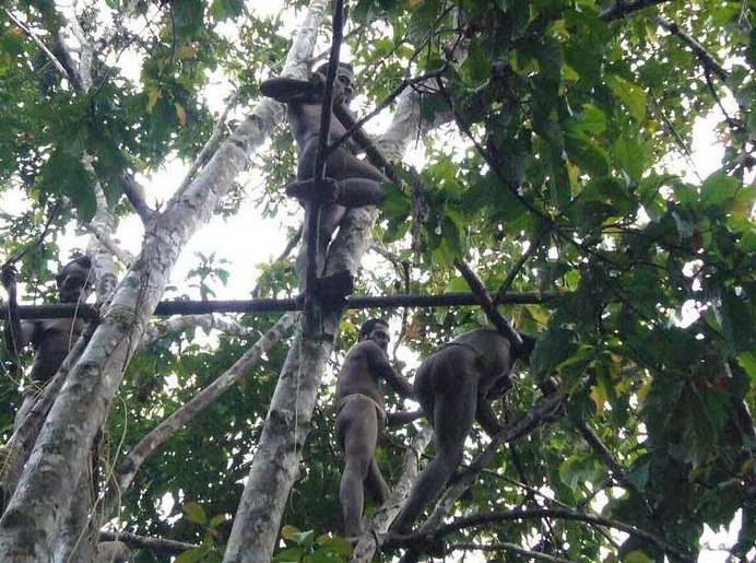 揭秘原始部落“樹屋人” 揭秘原始部落“樹屋人”