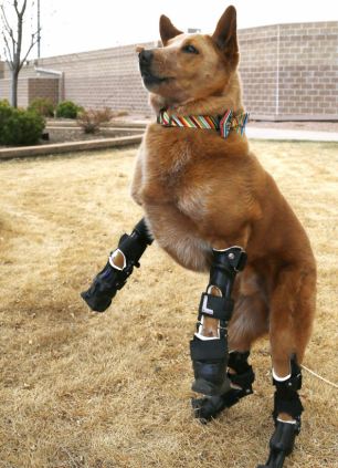 小狗裝義肢后獲新生 小狗裝義肢后獲新生