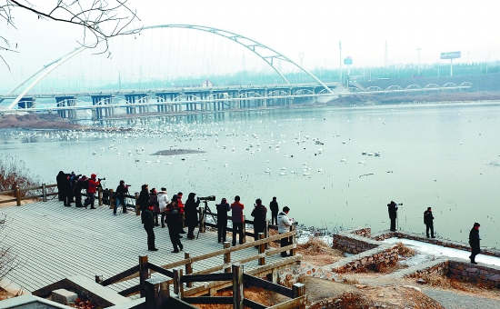 “哇!好多白天鵝?！? border=