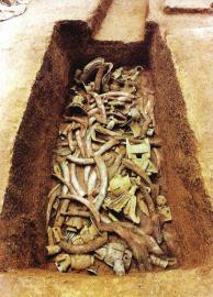 　　1月15日,青關(guān)山發(fā)掘出的大量象牙。攝影張磊　