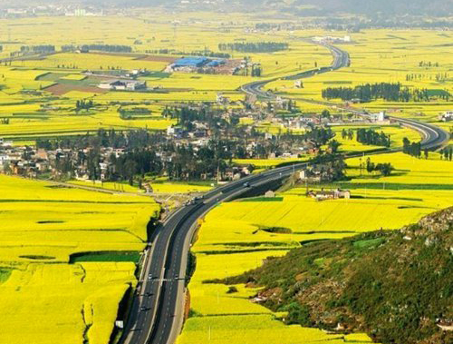 如何拍攝油菜花？達(dá)人教你7個(gè)拍攝技巧