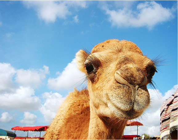 時光之旅 品味藍白小鎮(zhèn)的突尼斯