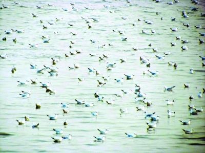 網(wǎng)友拍下壯觀一幕 萬(wàn)千候鳥(niǎo) "組團(tuán)" 游長(zhǎng)江(圖)