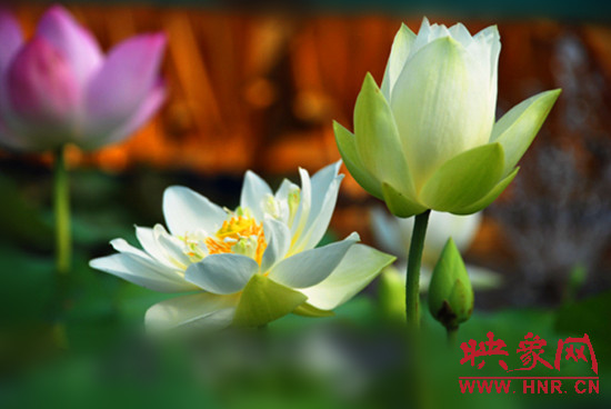 7月5日,第七屆淮陽荷花節(jié)將于7月8日正式拉開序幕。