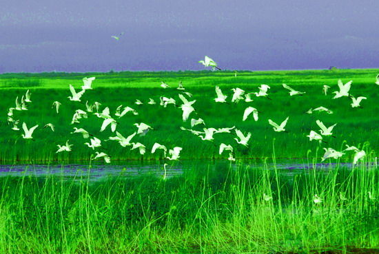 樂(lè)享綠色夏日 濕地公園生態(tài)親水之旅 樂(lè)享綠色夏日 濕地公園生態(tài)親水之旅