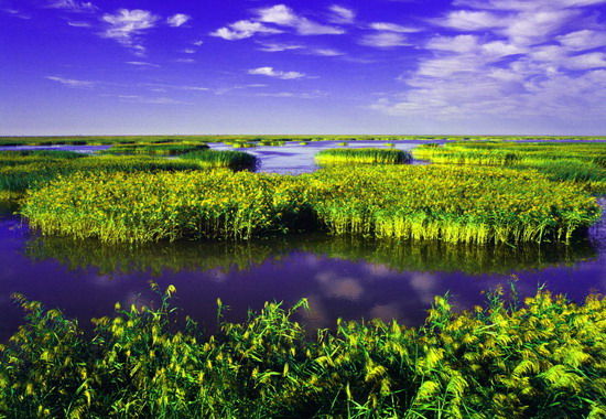 樂(lè)享綠色夏日 濕地公園生態(tài)親水之旅 樂(lè)享綠色夏日 濕地公園生態(tài)親水之旅