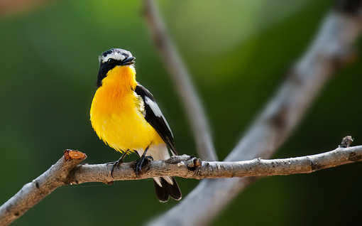 關(guān)渡賞鳥(niǎo)趣樂(lè)繽紛 關(guān)渡賞鳥(niǎo)趣樂(lè)繽紛